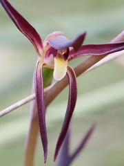 Lyperanthus suaveolens