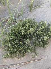 Salicornia perennis