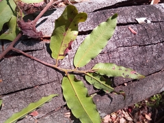 Diospyros