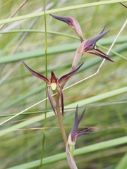 Lyperanthus suaveolens