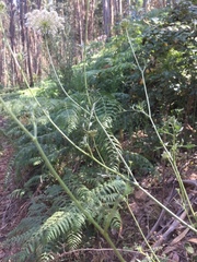 Ammi majus