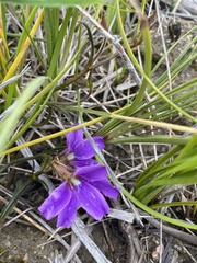 Scaevola ramosissima