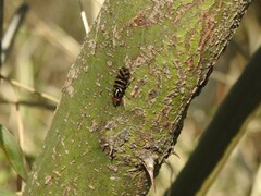 Pterotaenia fasciata