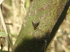 Pterotaenia fasciata