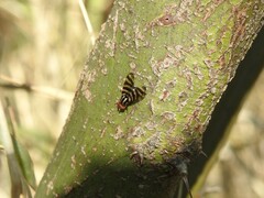 Pterotaenia fasciata