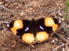Junonia hierta cebrene