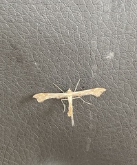 Emmelina monodactyla