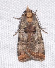 Epilecta linogrisea