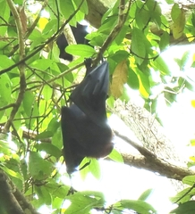 Pteropus alecto