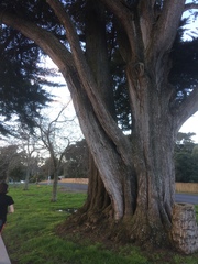 Podocarpus totara