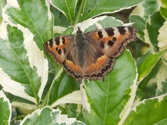 Aglais caschmirensis