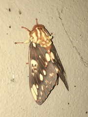 Citheronia brissotii