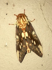 Citheronia brissotii