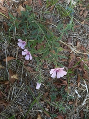 Althaea cannabina