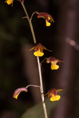 Tainia dunnii