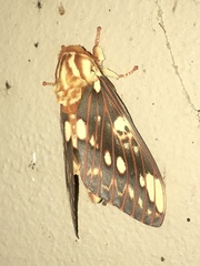Citheronia brissotii