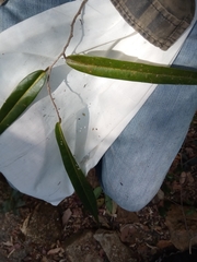 Annonaceae