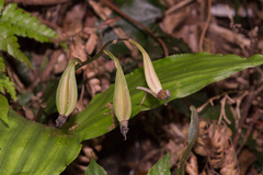 Calanthe arisanensis