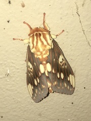 Citheronia brissotii