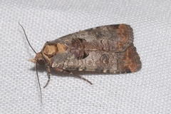 Epilecta linogrisea