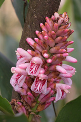 Alpinia shimadae