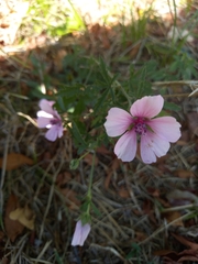 Althaea cannabina