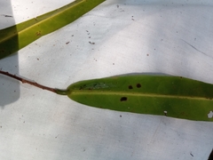 Annonaceae