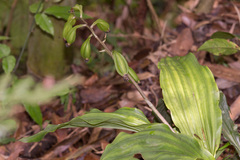 Calanthe arisanensis
