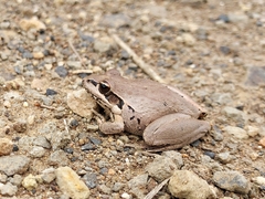 Litoria latopalmata