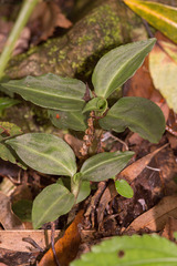 Goodyera foliosa