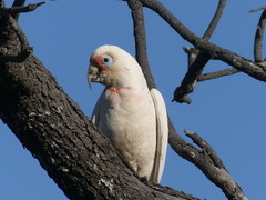 Cacatua tenuirostris