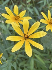 Bidens polylepis