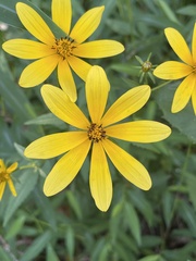 Bidens polylepis