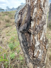Pogona barbata