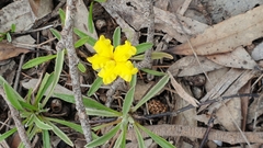 Goodenia willisiana