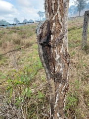 Pogona barbata