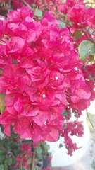 Bougainvillea