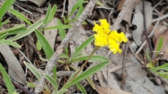 Goodenia willisiana