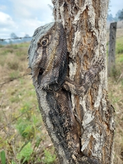 Pogona barbata