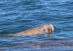 Dugong dugon