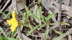 Goodenia willisiana