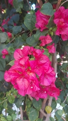 Bougainvillea