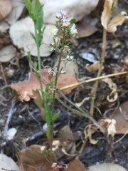 Reseda phyteuma