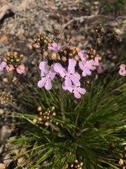 Stylidium affine