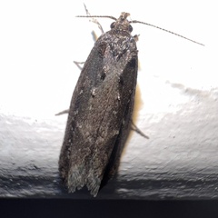 Atomotricha