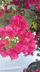 Bougainvillea
