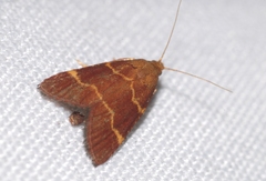 Hypsopygia rubidalis