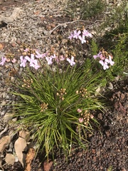 Stylidium affine