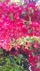 Bougainvillea