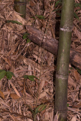 Tainia dunnii